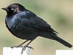 Brewer's Blackbird