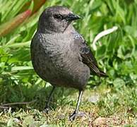 Brewer's Blackbird