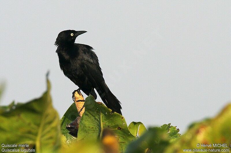 Carib Grackle male adult, identification