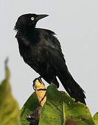 Carib Grackle