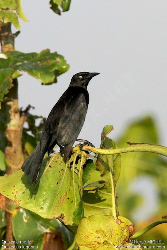 Carib Grackleadult, identification