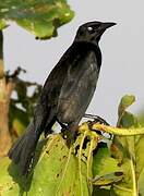 Carib Grackle