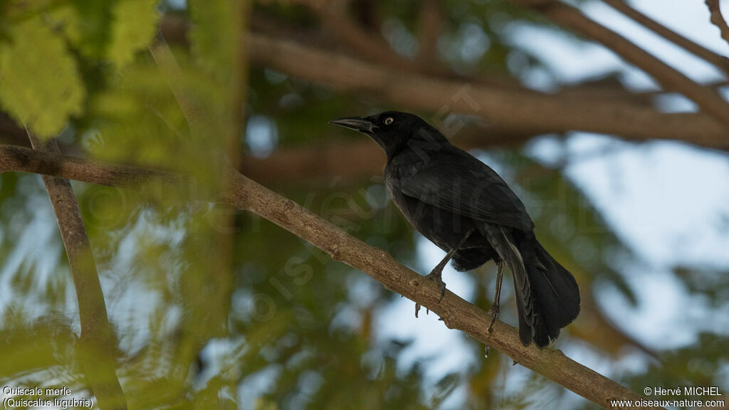 Carib Grackle male adult