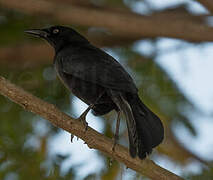 Carib Grackle