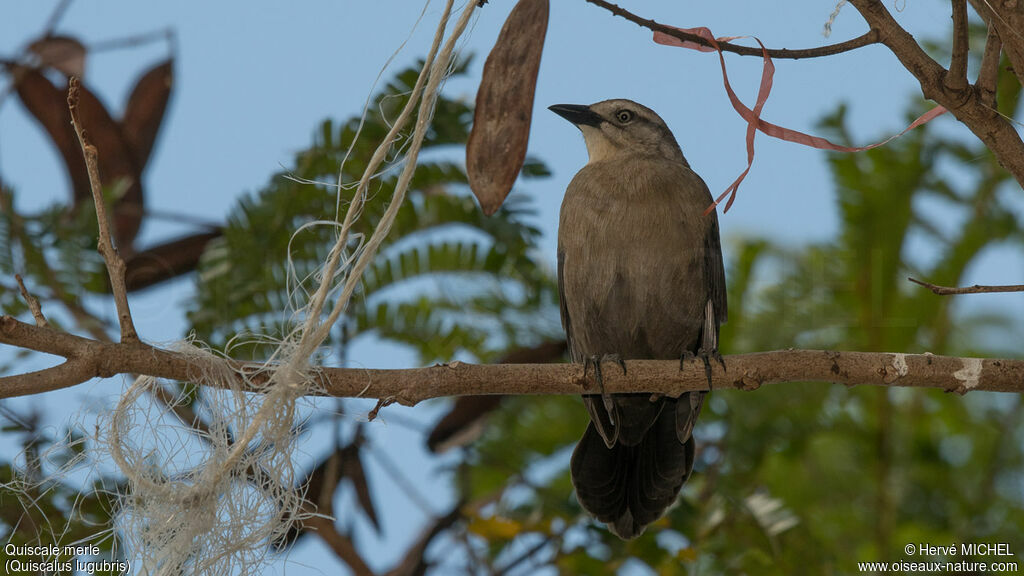 Carib Grackle female adult