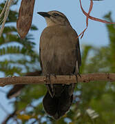 Carib Grackle