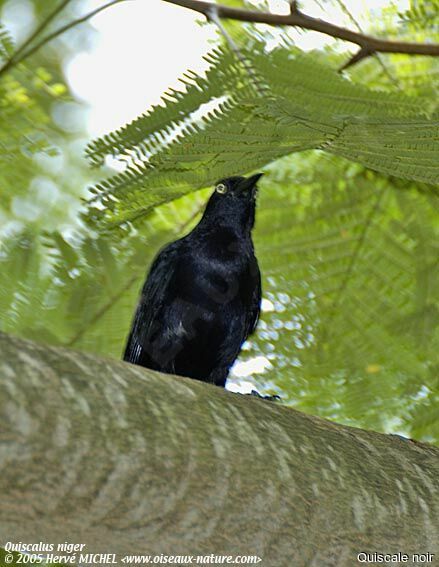 Greater Antillean Grackle