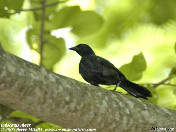 Quiscale noir