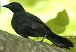 Greater Antillean Grackle