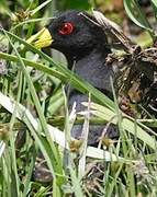 Black Crake