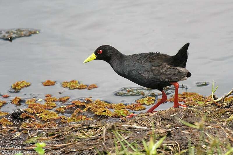 Râle à bec jauneadulte, identification