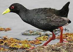 Black Crake