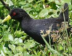 Black Crake