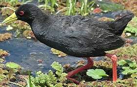 Black Crake