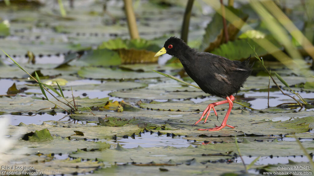 Black Crakeadult