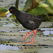 Black Crake