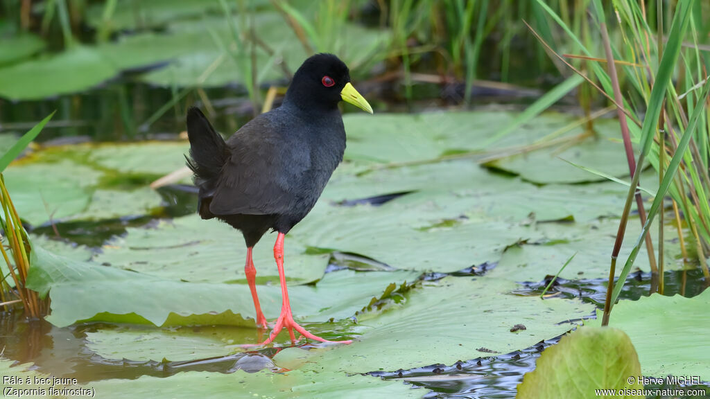 Râle à bec jaune