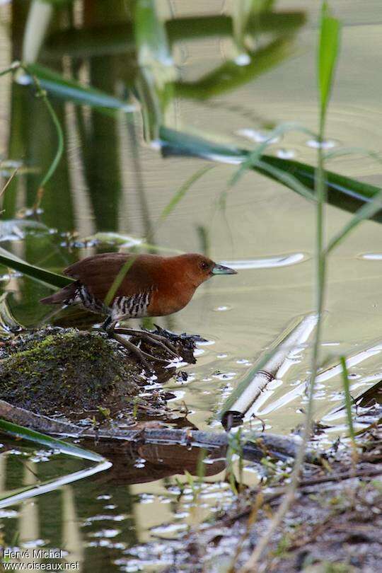 White-throated Crakeadult, identification, drinks