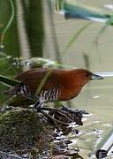 White-throated Crake