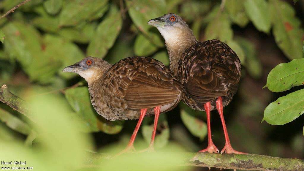 Râle à pieds rougesadulte