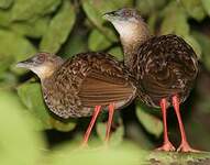 Râle à pieds rouges