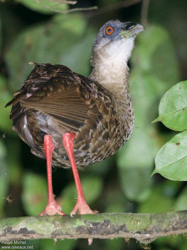 Râle à pieds rougesadulte