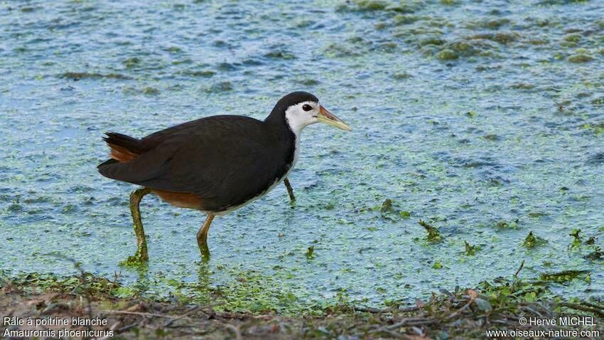 White-breasted Waterhen