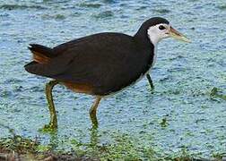 White-breasted Waterhen