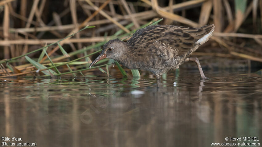 Water Railjuvenile