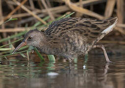 Water Rail