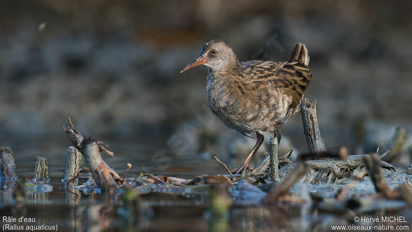 Water Railjuvenile