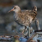 Water Rail