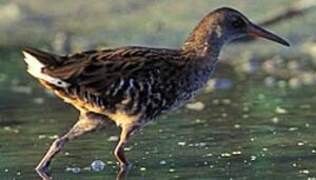 Water Rail