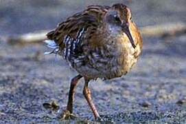 Water Rail