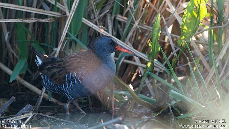 Water Rail male adult breeding, identification