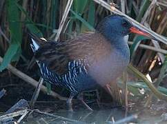 Water Rail