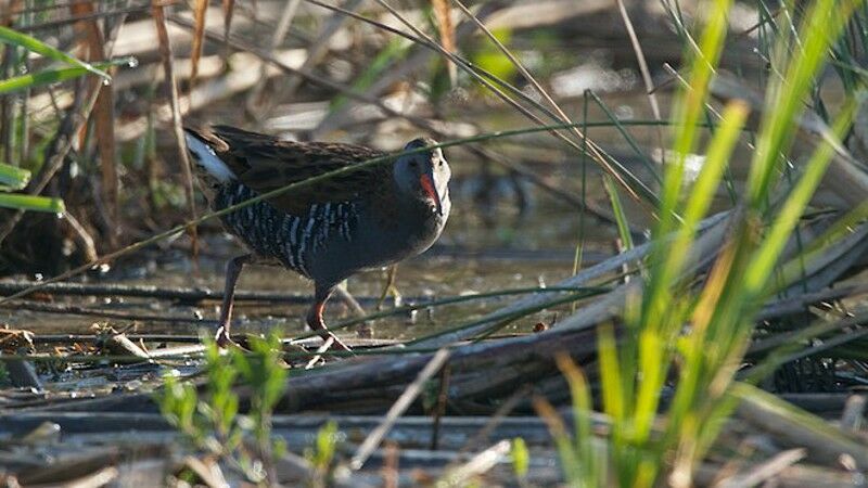 Water Rail male adult breeding, identification