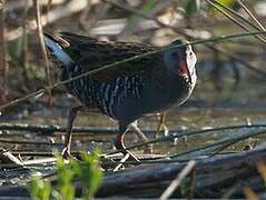 Water Rail