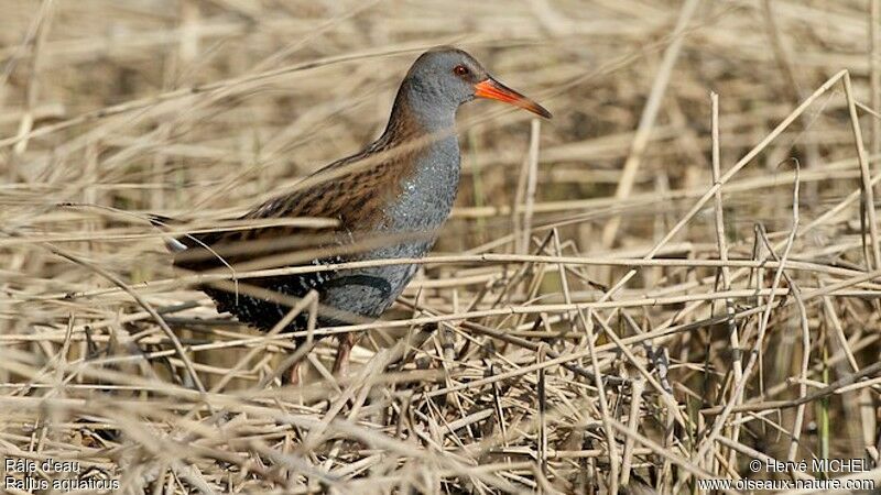 Water Rail male adult breeding