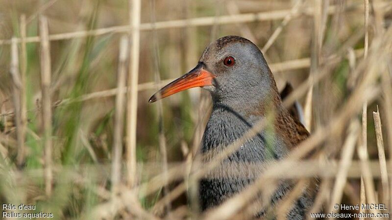 Water Rail male adult breeding