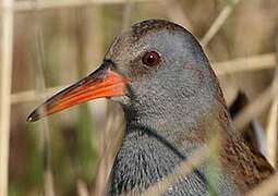 Water Rail