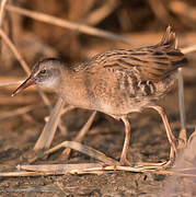 Water Rail