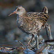 Water Rail