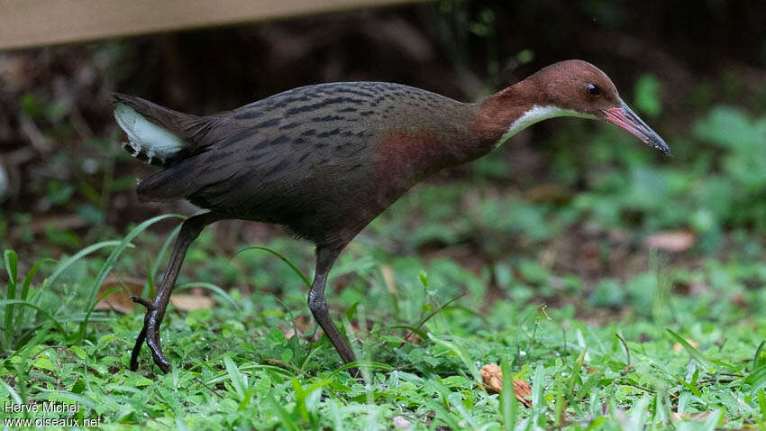 White-throated Rail male adult