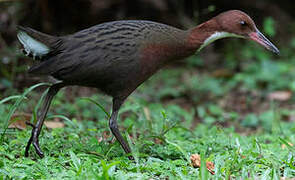 White-throated Rail