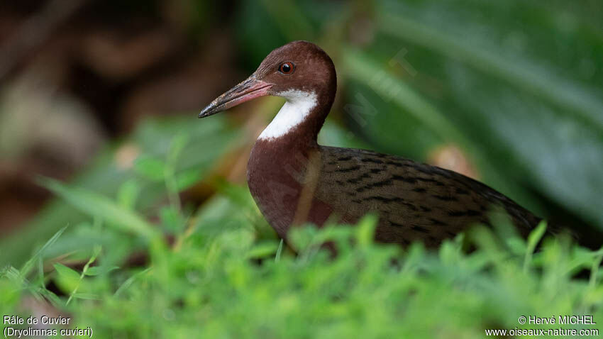 White-throated Rail male adult