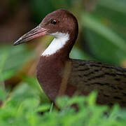 White-throated Rail