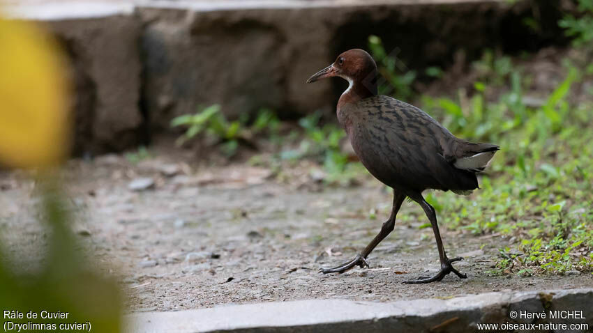 White-throated Rail female adult