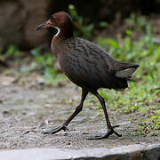 White-throated Rail