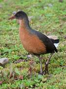 Rouget's Rail